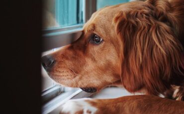 perrito en ventana mi negocio leon