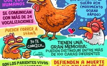 Sabias qué de las gallinas